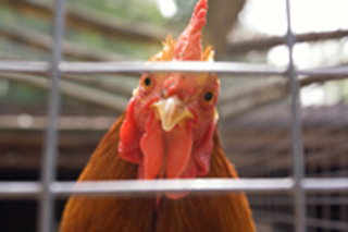 chicken