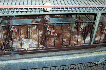 hens