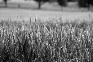 IATP image