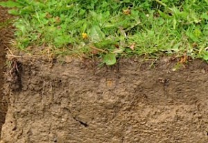 biodiversity-soil