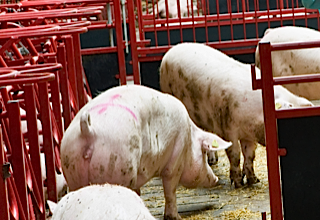 © Danish Agriculture & Food Council