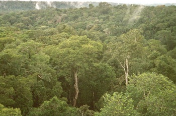 Rainforest