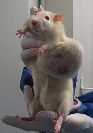 rat