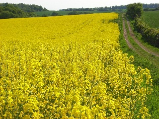 oil seed rape