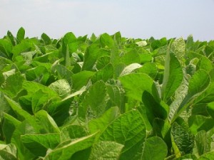 Soy plant