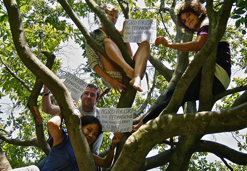 Agroforestry images