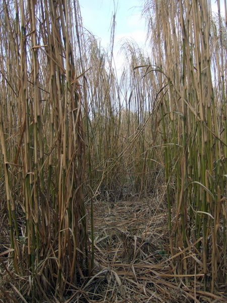 450px-Inside_the_elephant_grass_-_geograph.org.uk_-_1118423