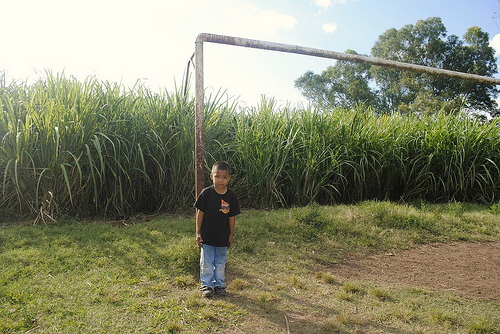 Sugar Cane (c) Michelle Moore