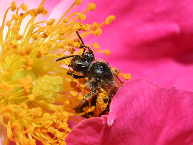Bee pollinating Rose