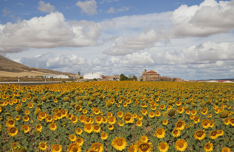 sunflowers spain
