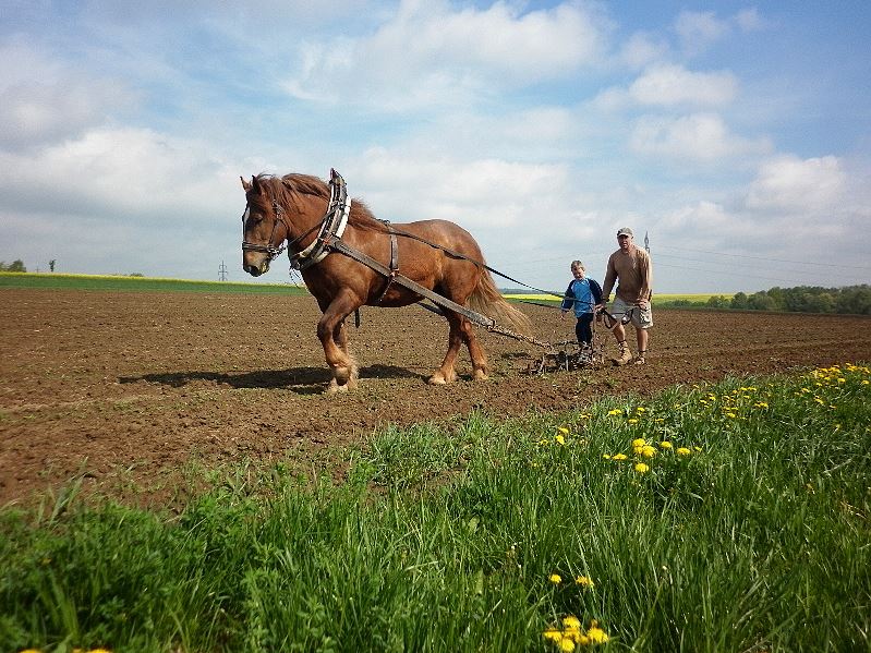 Šelongovi Farm