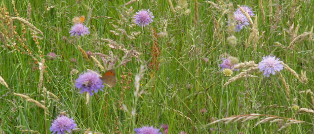 Vincent Ruin (Chambre d'Agriculture Savoie-Mont Blanc) photo. French competition for flowering meadows.