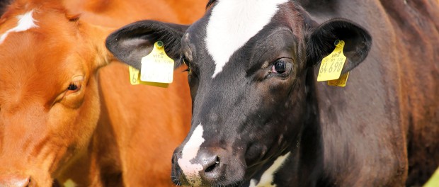 cows-827705_1920