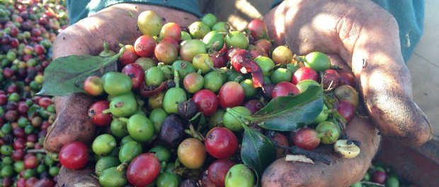 photo cc of coffee beans in hands by vandelinodias