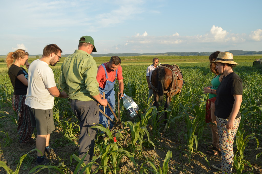 WWOOF Romania Host Farm - Ferma Topa