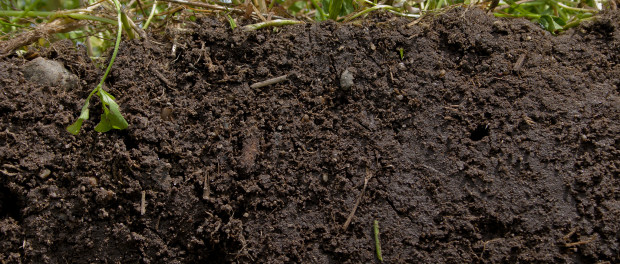 What a Healthy Soil Looks Like