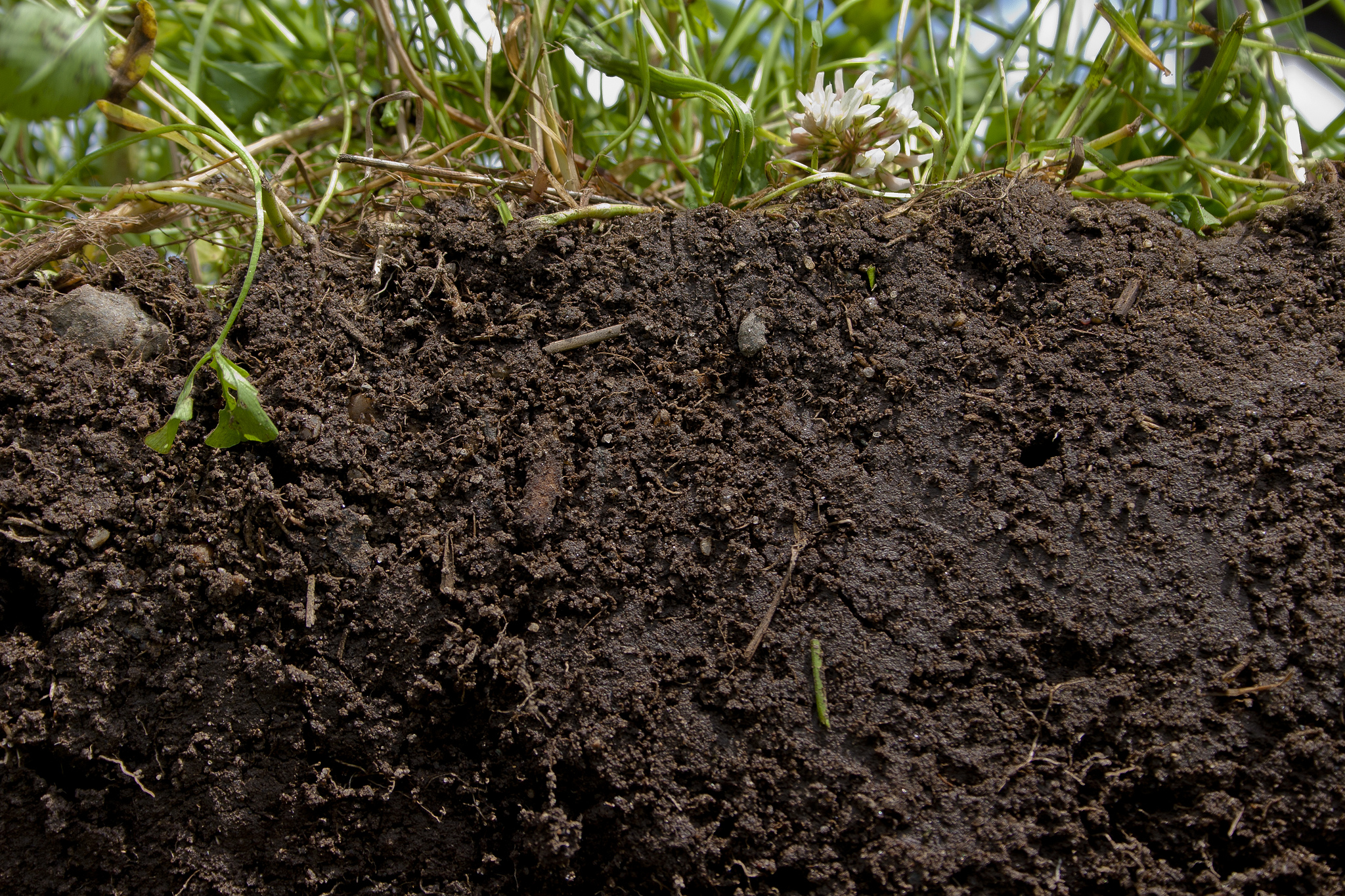 What a Healthy Soil Looks Like