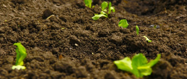 soil green-973596_960_720