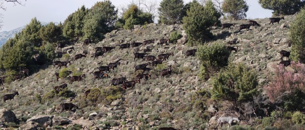 Goats grazing in a Natura 2000 site in central Spain, as the pasture is not herbaceous it can only be eligible for CAP payments with special justifications based on established local practices. Author: Guy Beaufoy