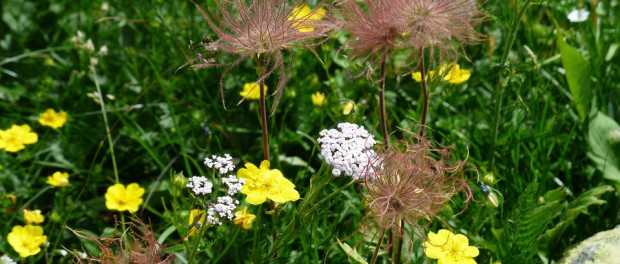 flower-meadow-181684_960_720