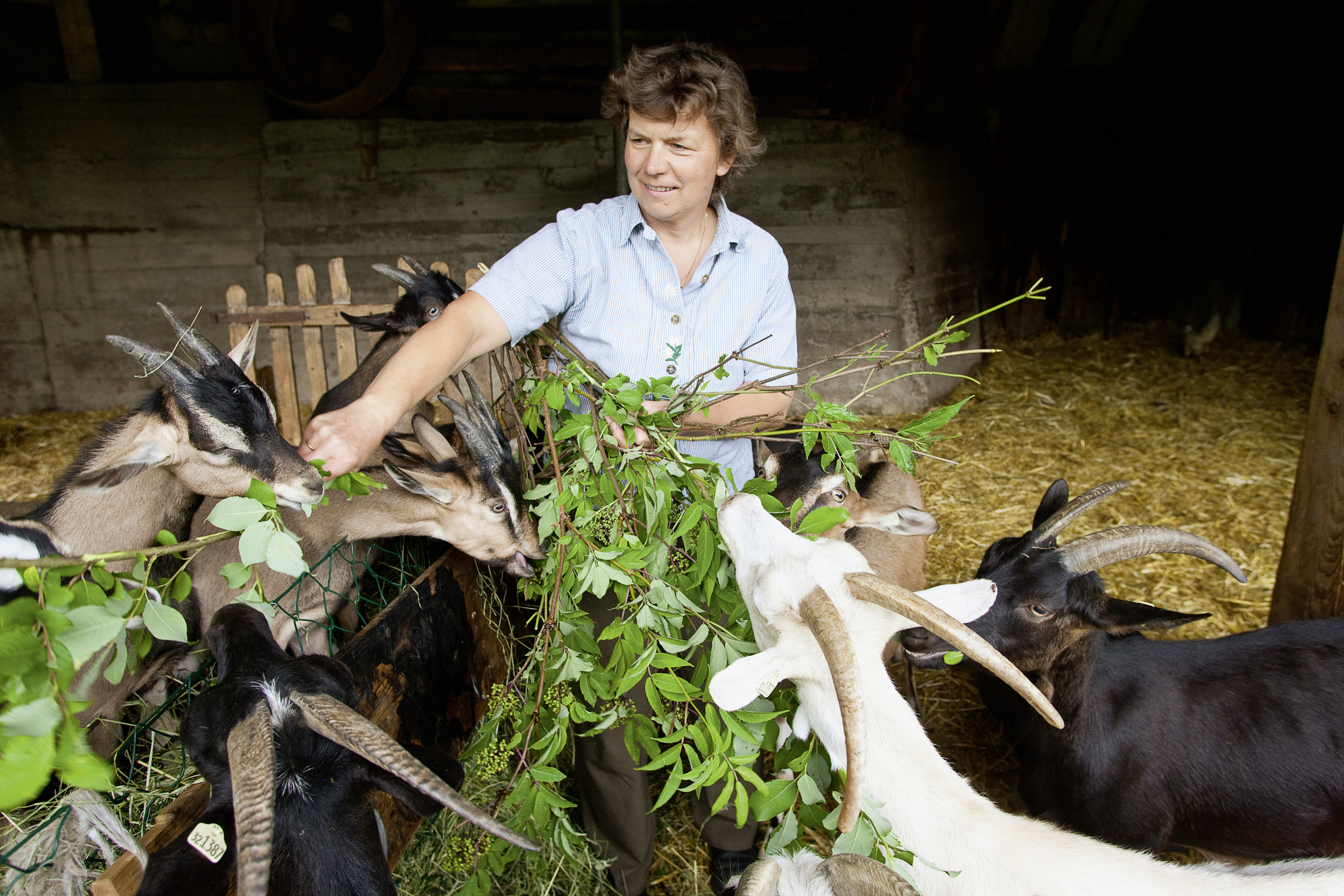 organic farmer feeds her goats