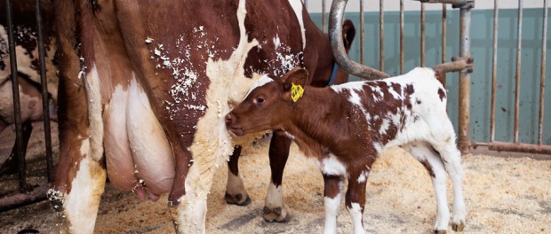 Newborn calf and mother cow on an organic holding