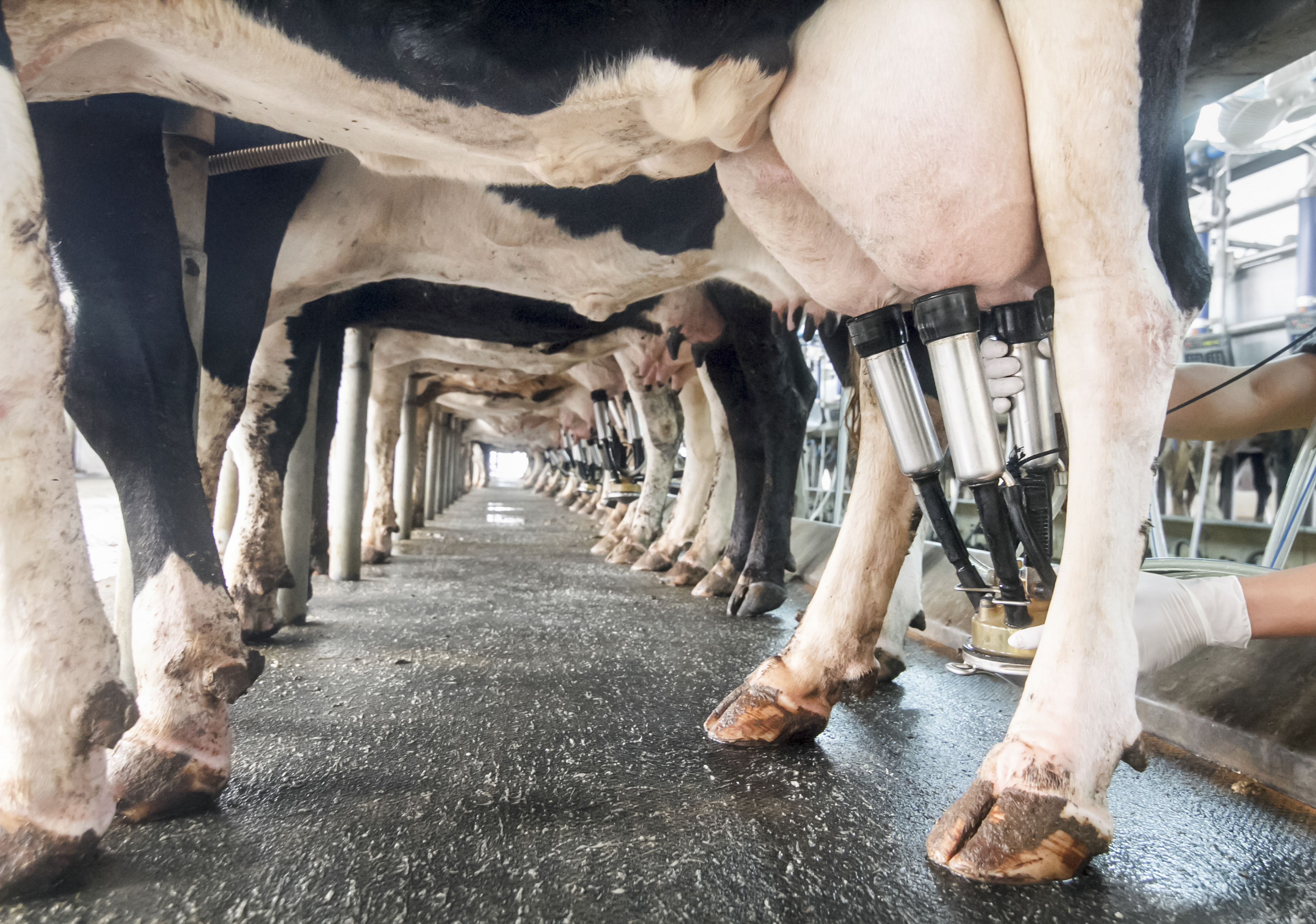 row of cows being milked. Photo by  Toa55