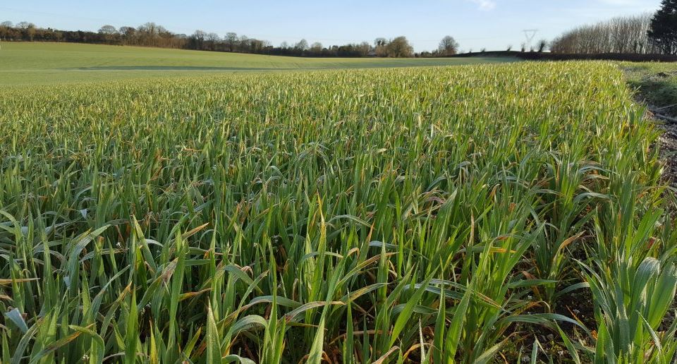 A view of Pat Lalor's weed free field of oats (c) Pat Lalor