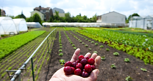 pic credit: Cheick Saidou / Min.Agri.Fr 