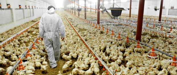 A farmer veterinary walks inside a poultry farm