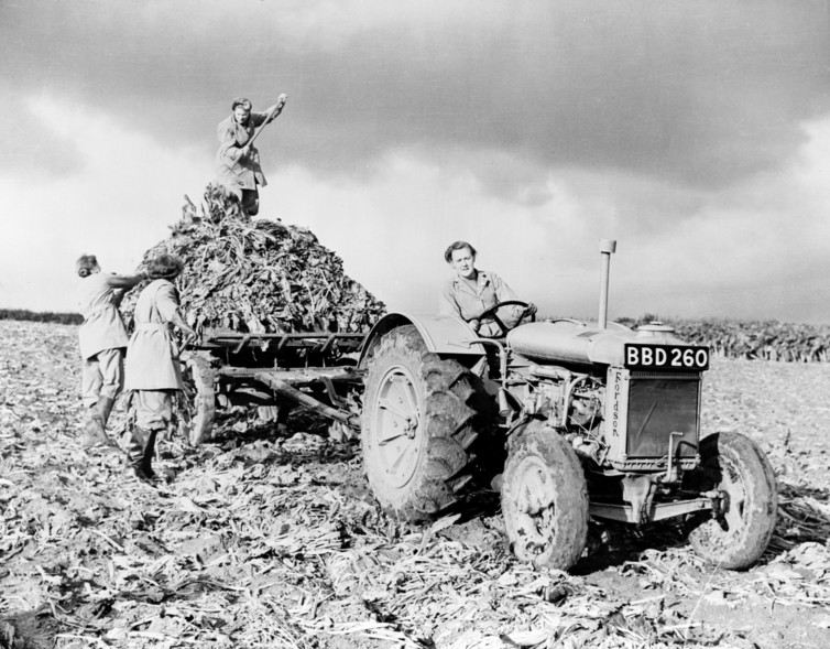 The British Women’s Land Army cropping beetroots in World War II.