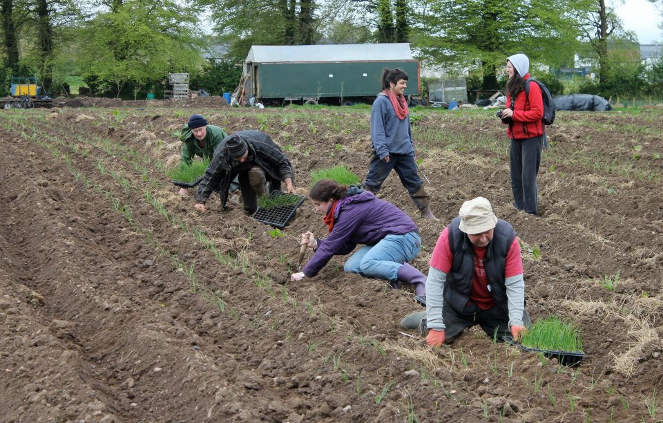 community farm