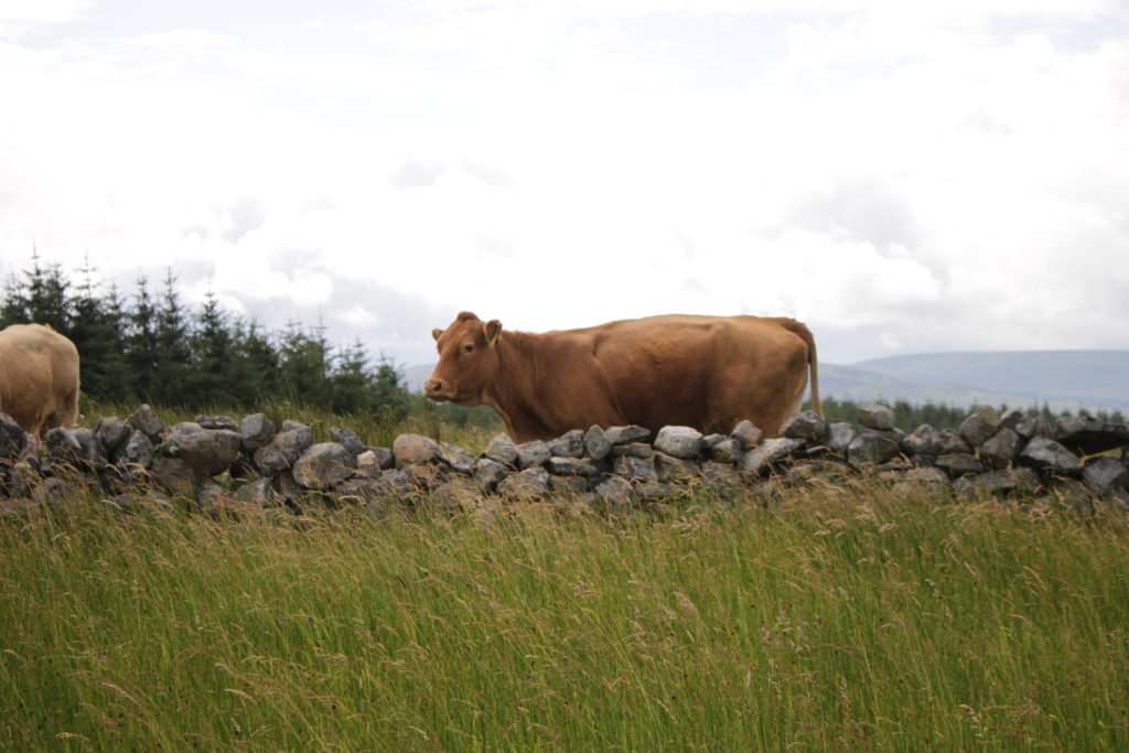 High Nature Value Farmland - rewarding farmers for biodiversity | Agricultural and Rural Convention