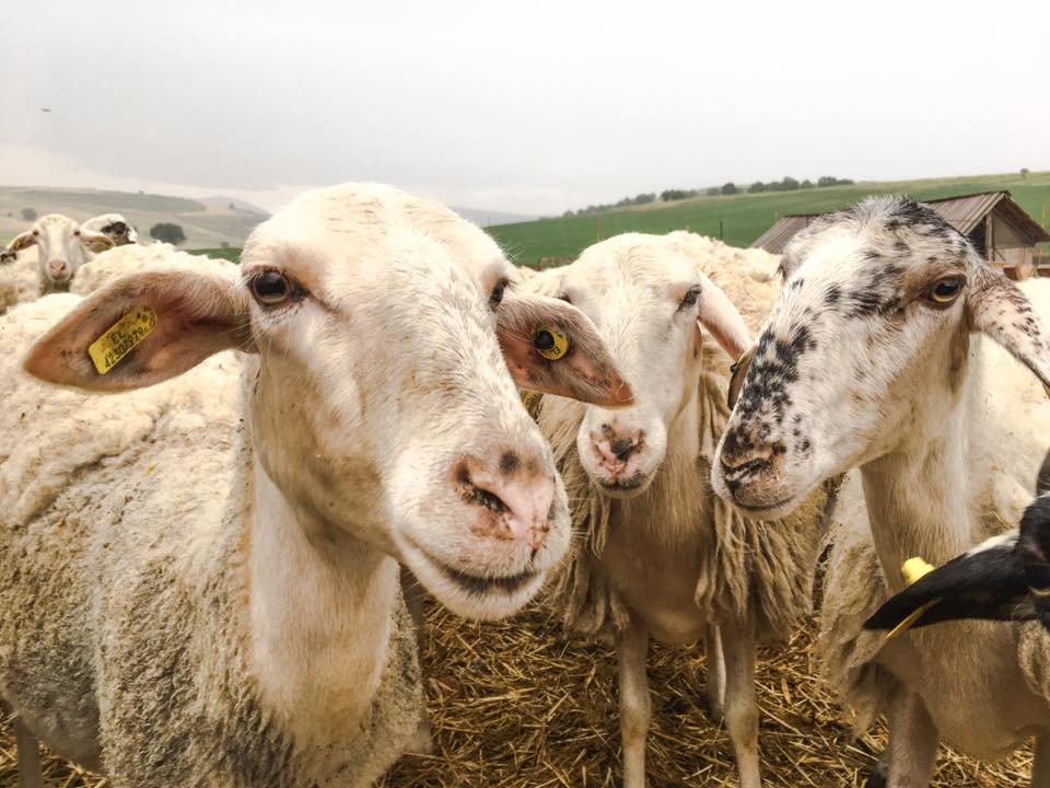 #ESRG17 Biodynamic Sheep onTtrinity farm (c) Pavlos Georgiadas