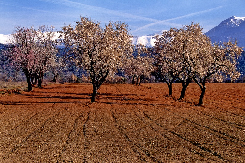 aragon, CAP, Spain, almond