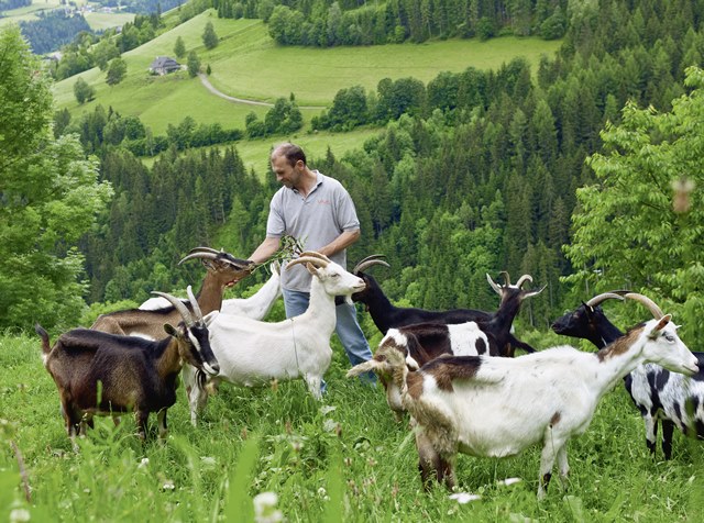 organic feed