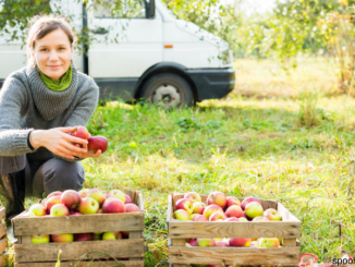 Organic apple farm in Poland