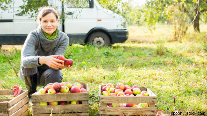 Organic apple farm in Poland