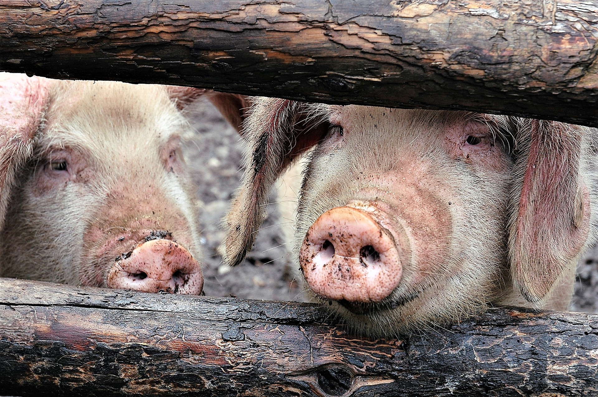 UK | Chapter 5: Enhancing Farm Animal Welfare | ARC2020 UK | Chapter 5: Enhancing Farm Animal Welfare | ARC2020