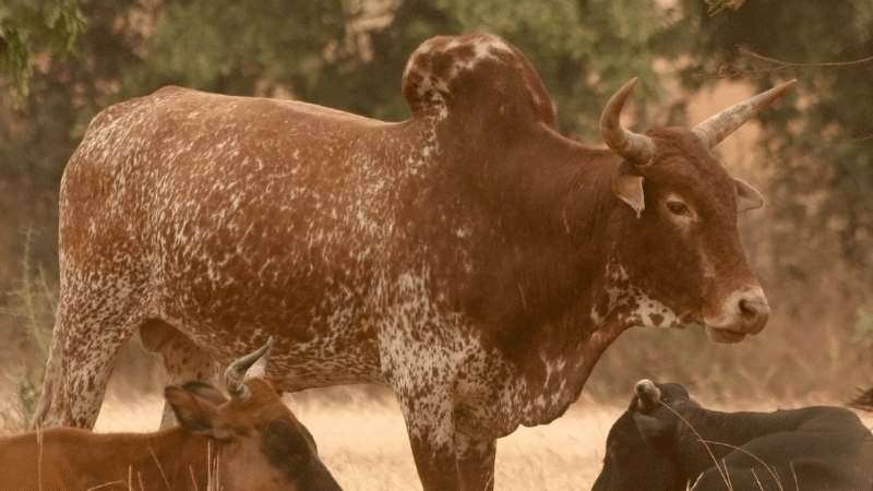 Zebu, Ghana