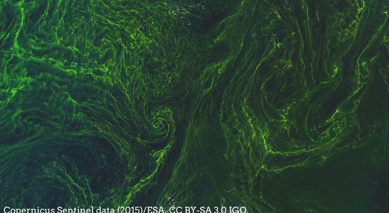 algal bloom in the central Baltic Sea