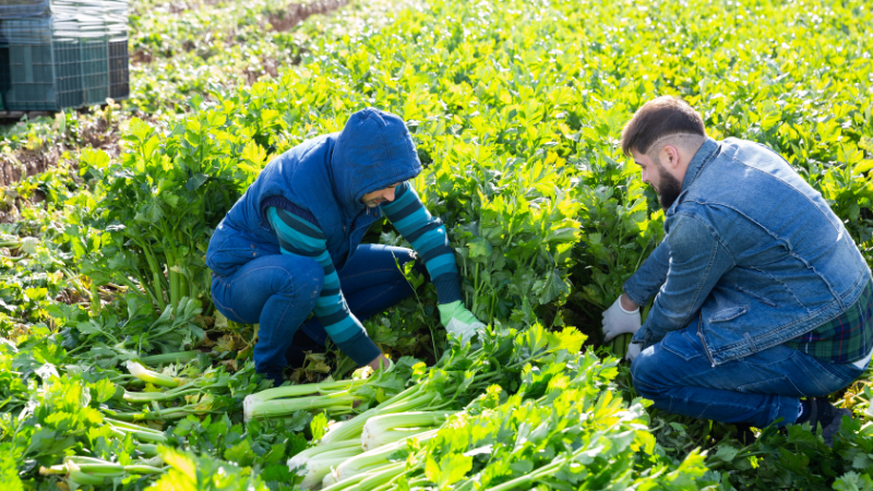 Celery harvest in Spain