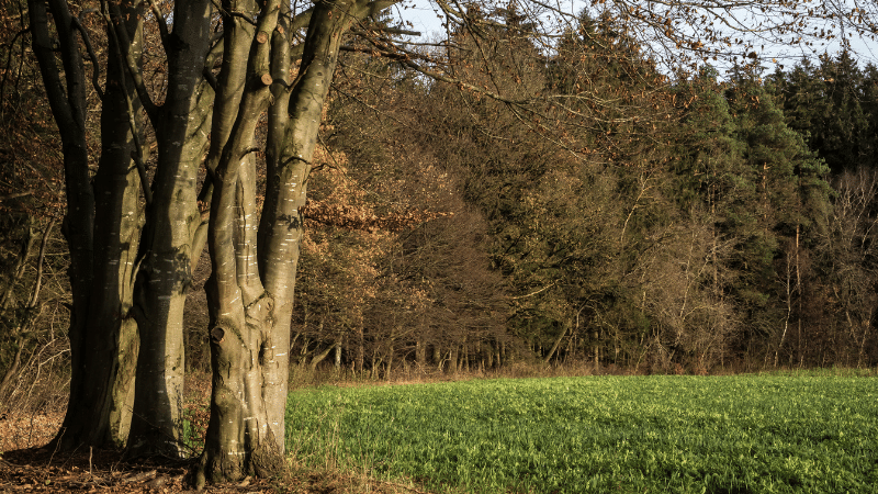 Beech trees
