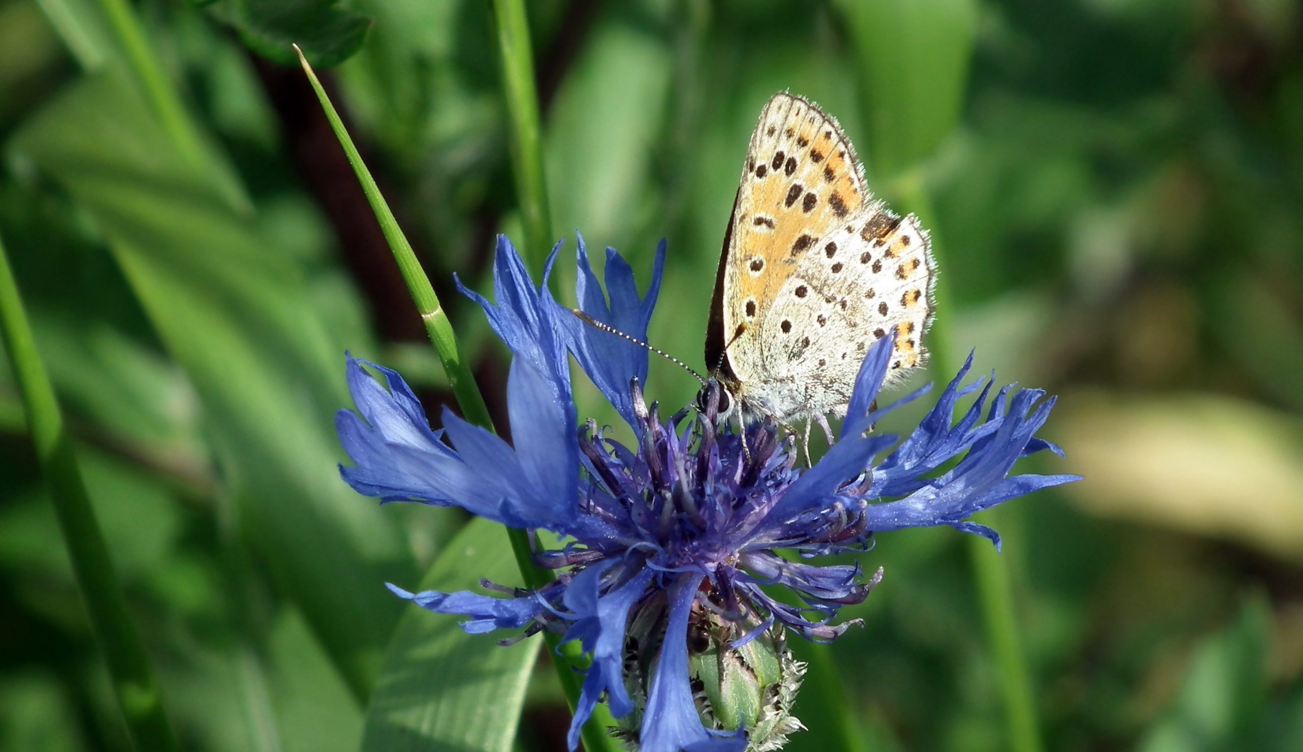 Синие насекомые. Бабочки на цветах Васильках. Голубая бабочка на васильке. Бабочки на Васильках в природе.