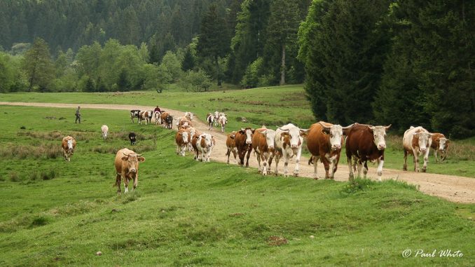 Europe cow old romanian traditonal hi-res stock photography and images -  Alamy