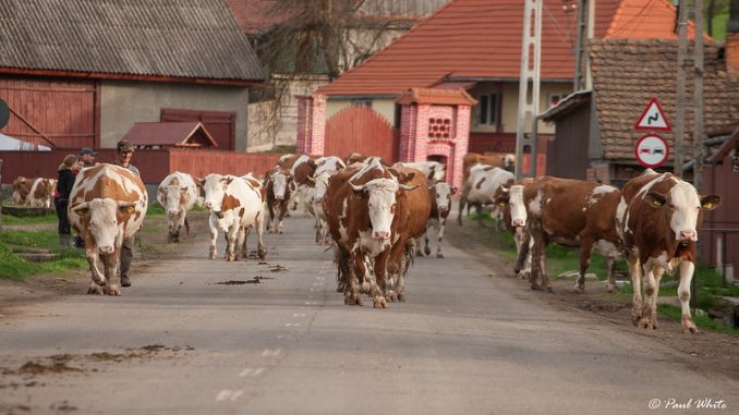 Europe cow old romanian traditonal hi-res stock photography and images -  Alamy