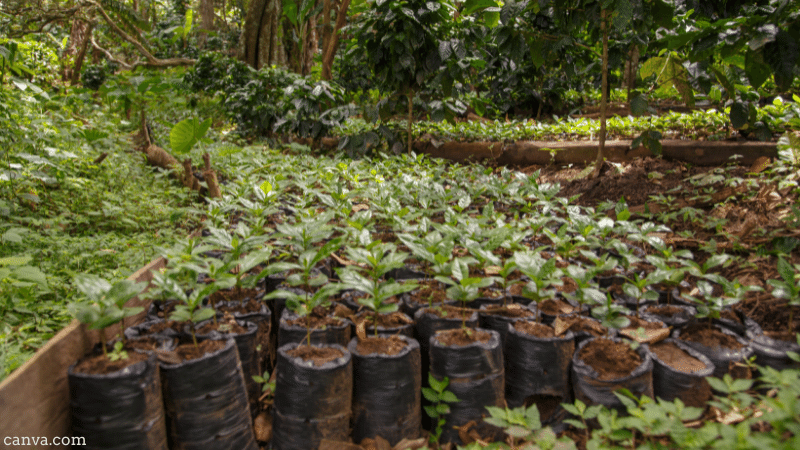 Coffee plant nursery in Nicaragua