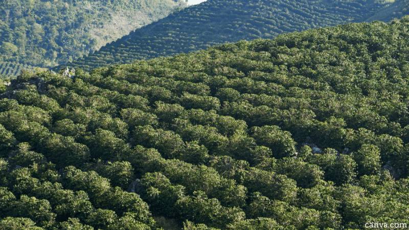 Coffee plantation in Guatemala