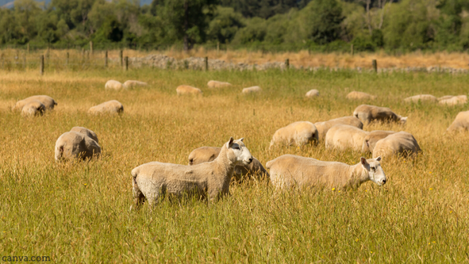 sheep-newzealand-grassland-678x381.png