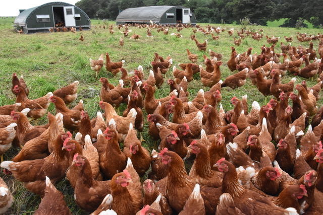 It's absolutely dire': why UK chicken farmers want to call it a